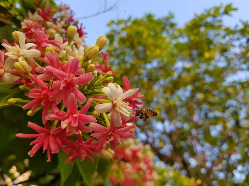 Camera Galaxy S8 (Ảnh 12)