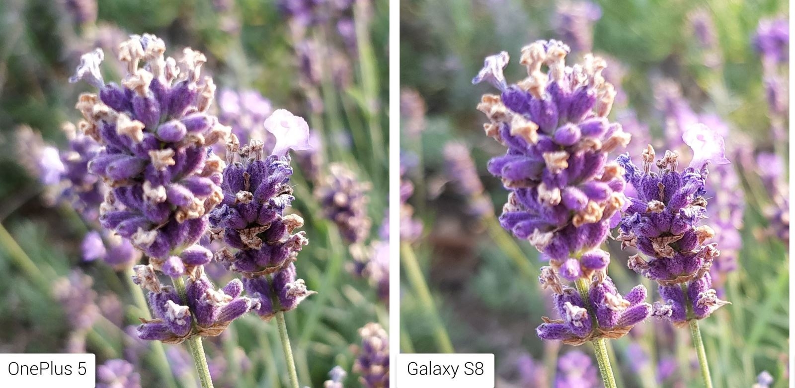 So sánh camera OnePlus 5 với các đối thủ (ảnh 5a)