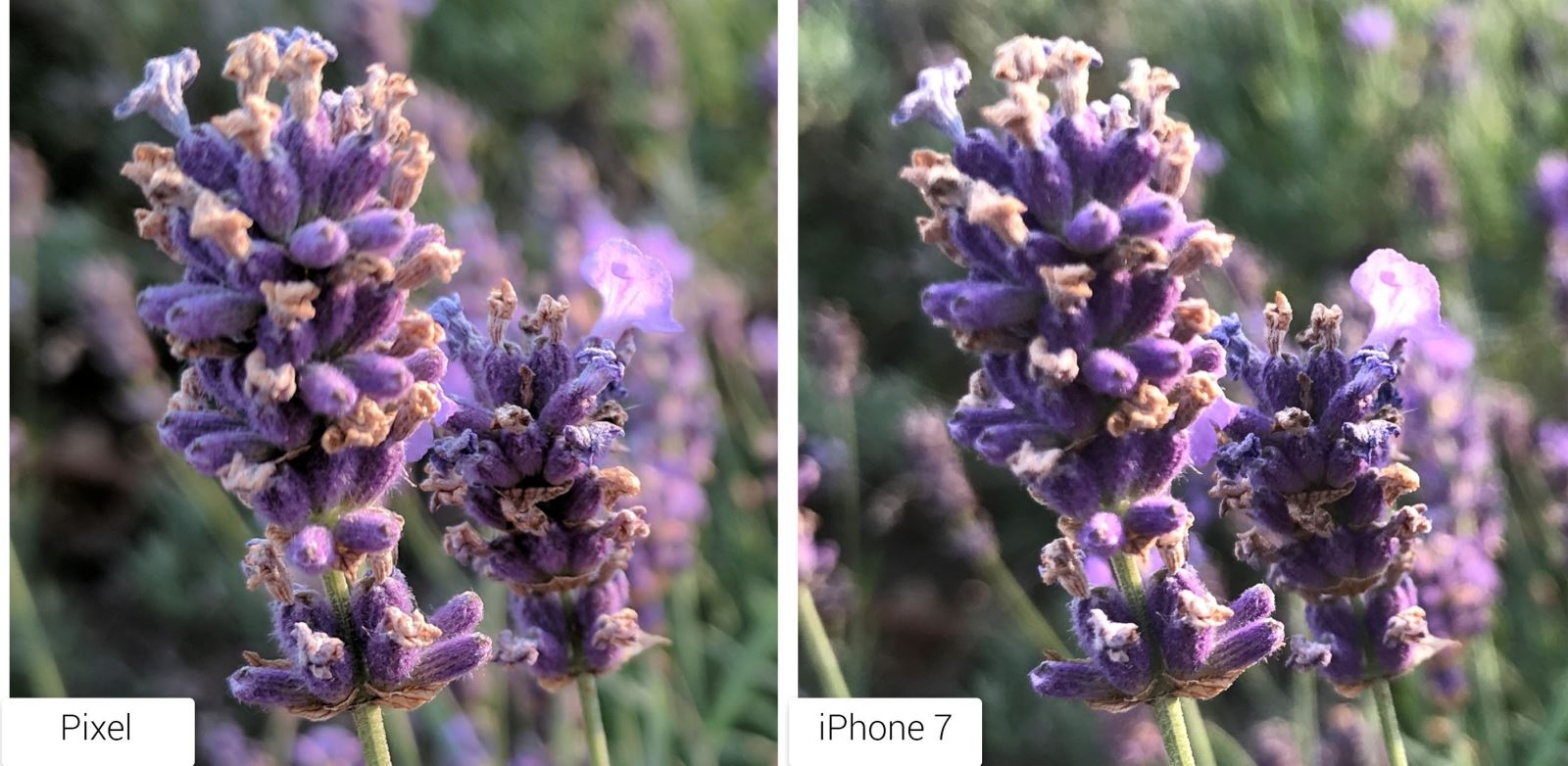 So sánh camera OnePlus 5 với các đối thủ (ảnh 5b)