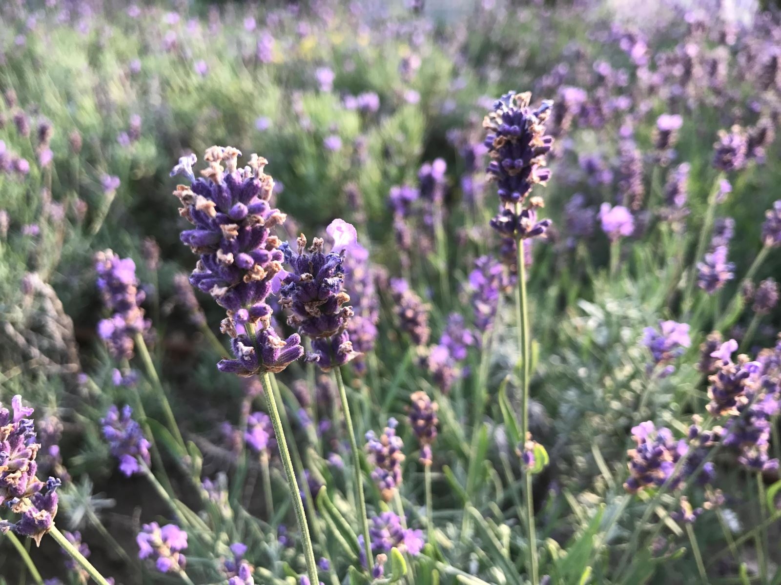 So sánh camera OnePlus 5 với các đối thủ (ảnh 2)