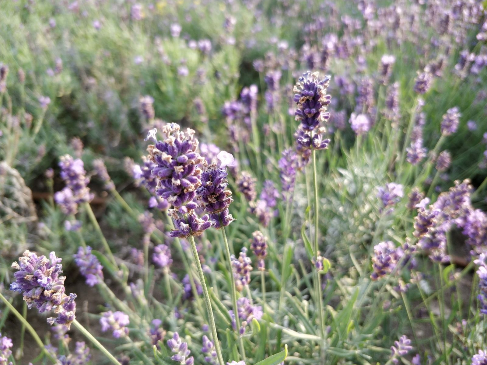 So sánh camera OnePlus 5 với các đối thủ (ảnh 1)