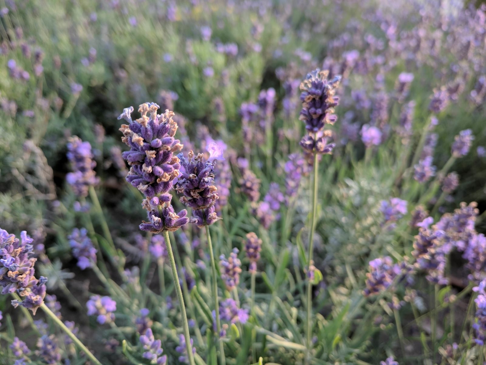 So sánh camera OnePlus 5 với các đối thủ (ảnh 3)