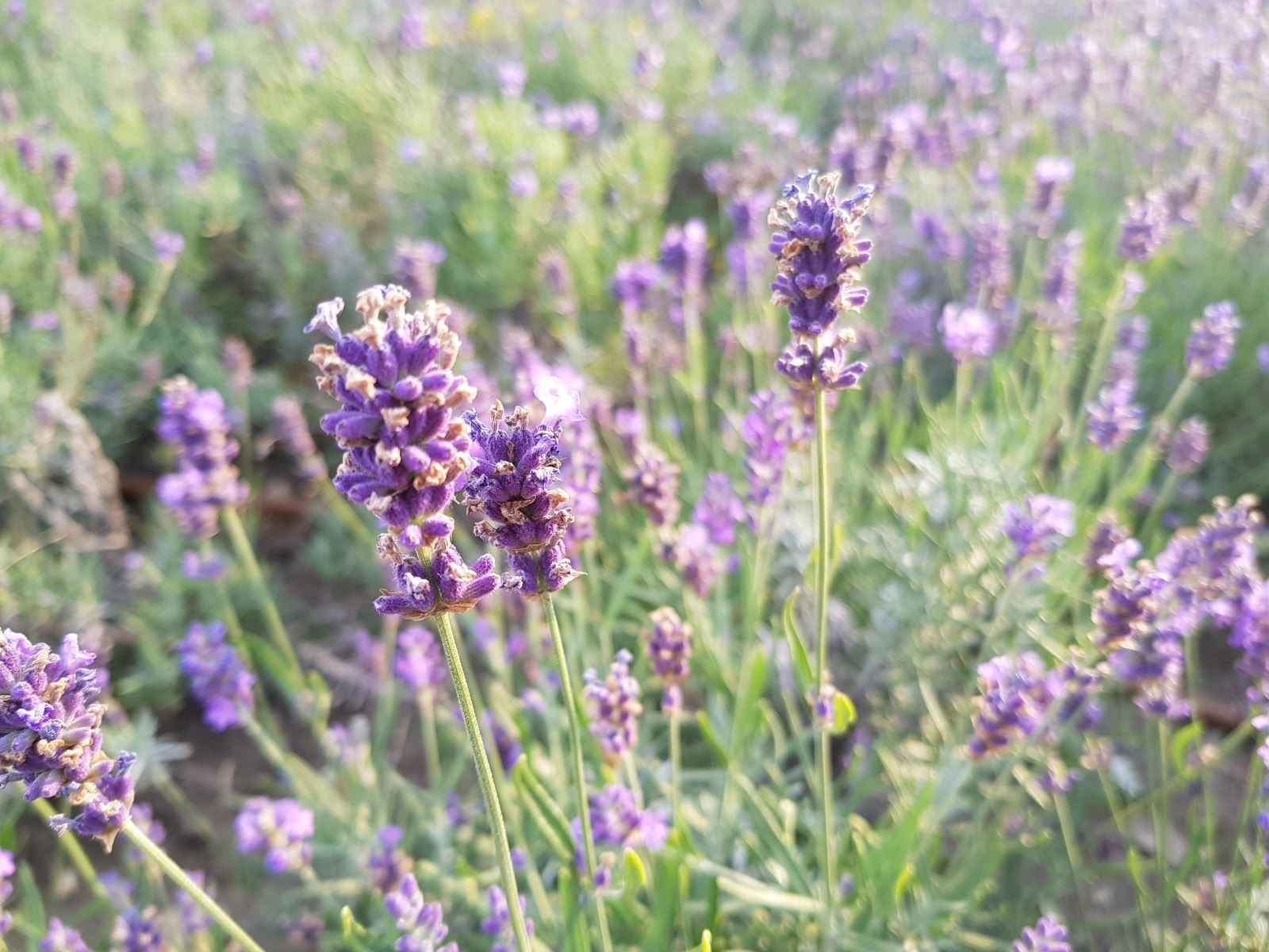 So sánh camera OnePlus 5 với các đối thủ (ảnh 4)