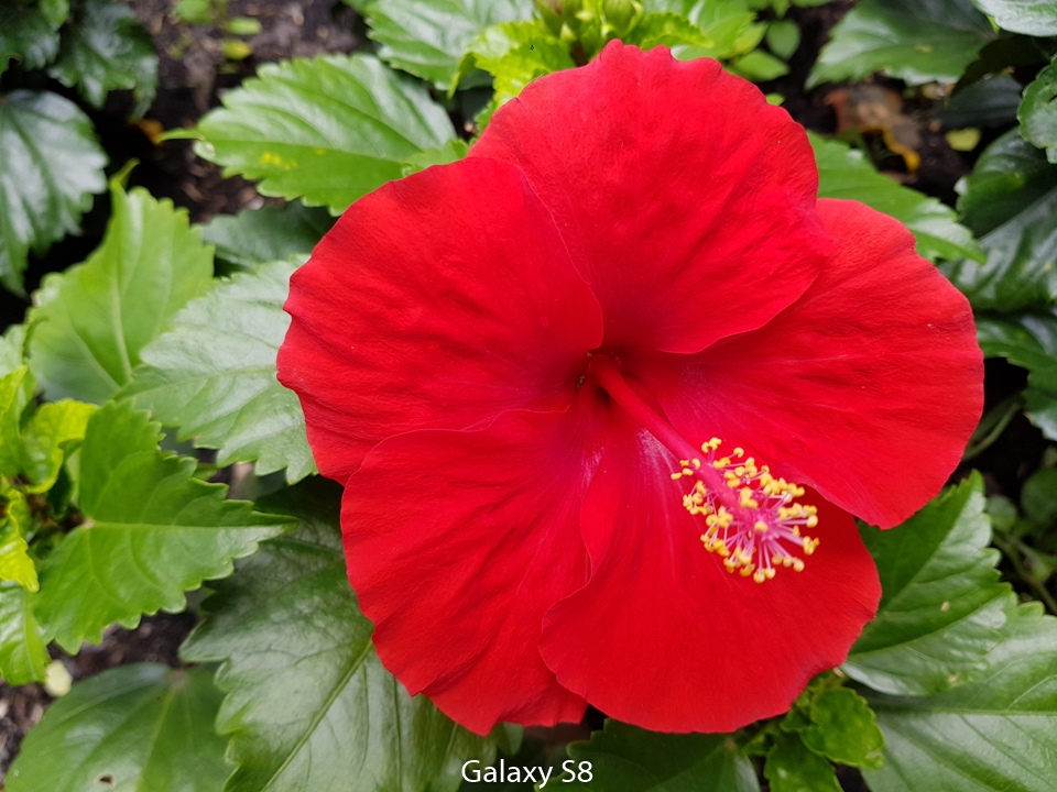Galaxy S8 (Ảnh 4) Galaxy S8 (Ảnh 4)