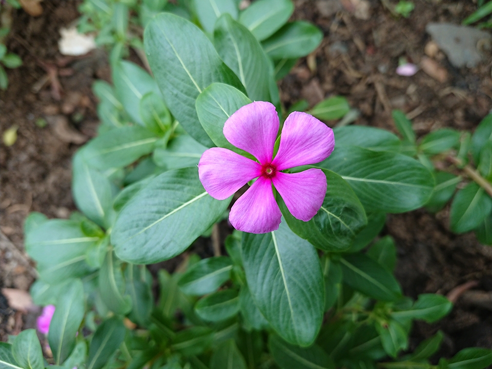 Đủ sáng (Ảnh 11)