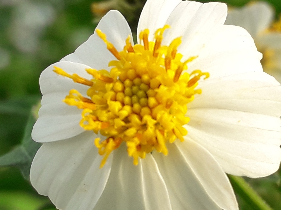 Ảnh crop đủ sáng Galaxy J3 Pro (ảnh 12)