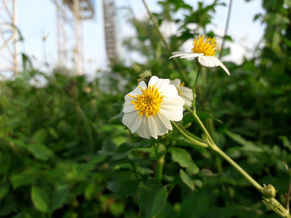 Ảnh đủ sáng Galaxy J3 Pro (ảnh 12)