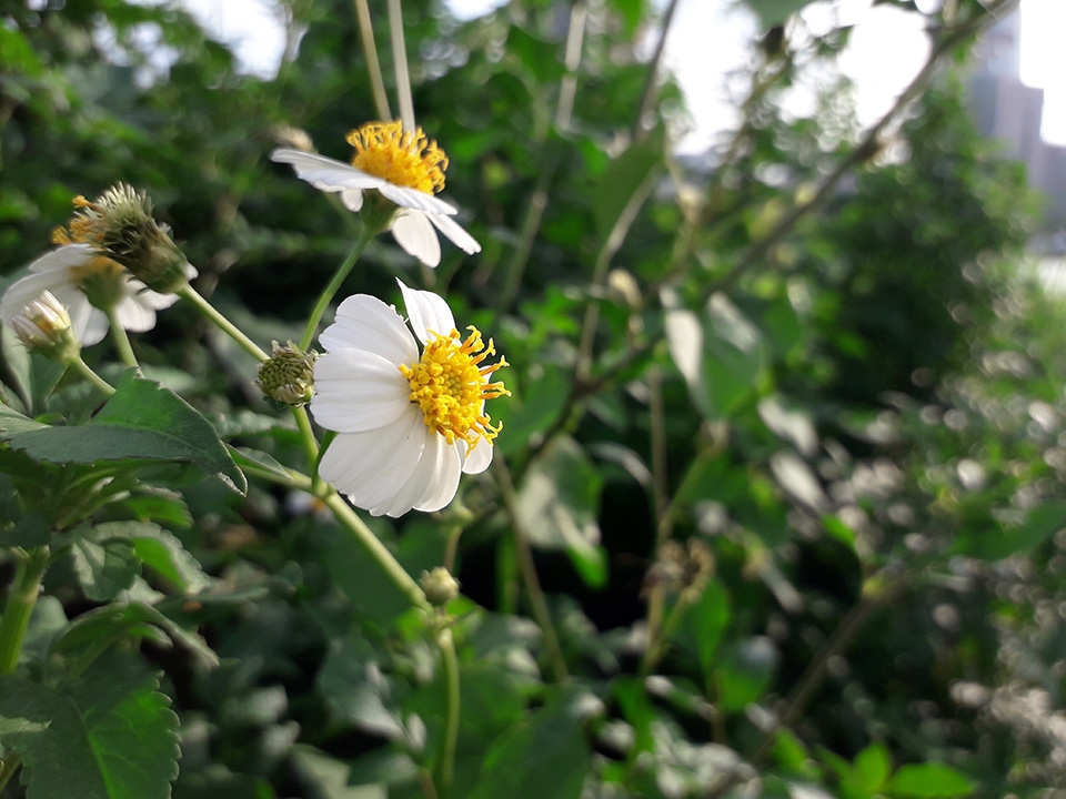 Ảnh đủ sáng Galaxy J3 Pro (ảnh 13)