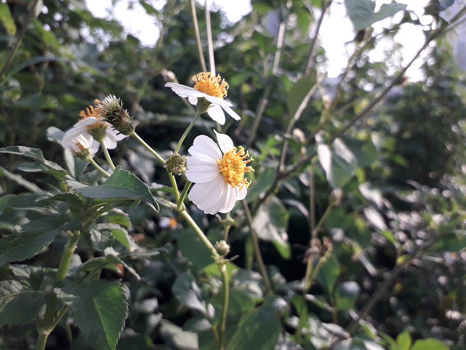 Ảnh đủ sáng Galaxy J3 Pro (ảnh 14)