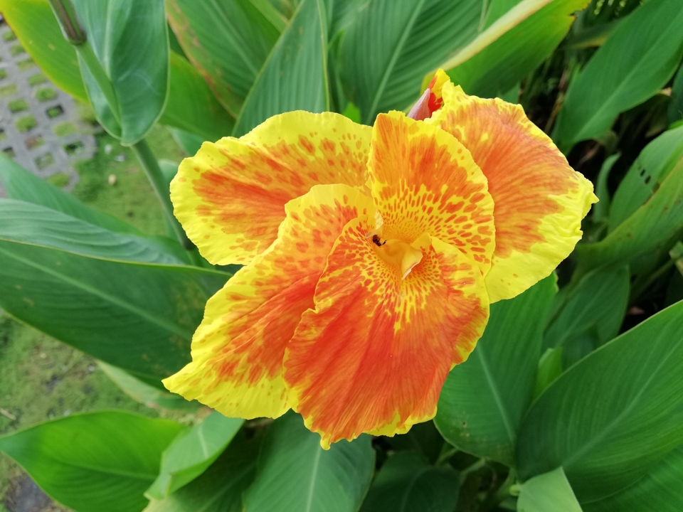 Ảnh chụp từ camera Huawei Nova 2i (ảnh 14)