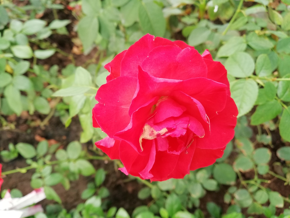 Ảnh chụp từ camera Huawei Nova 2i (ảnh 15)