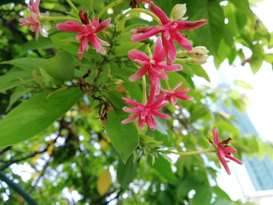 Ảnh chụp từ camera Huawei Nova 2i (ảnh 13)