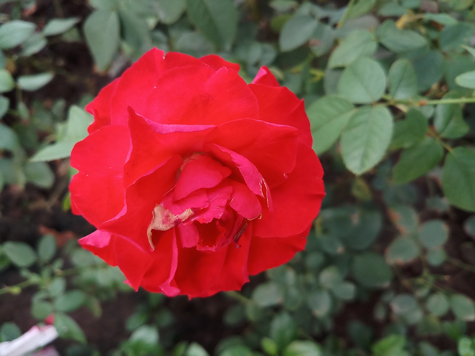 crop đủ sáng 3