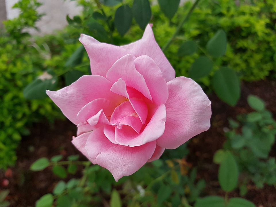 Ảnh đủ sáng chụp từ camera Galaxy Note FE (ảnh 7)