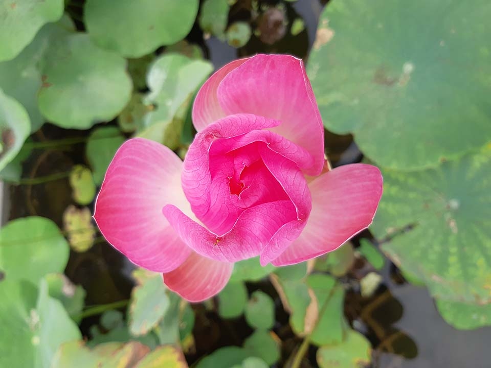 Ảnh đủ sáng Galaxy A8 2018 (ảnh 8)