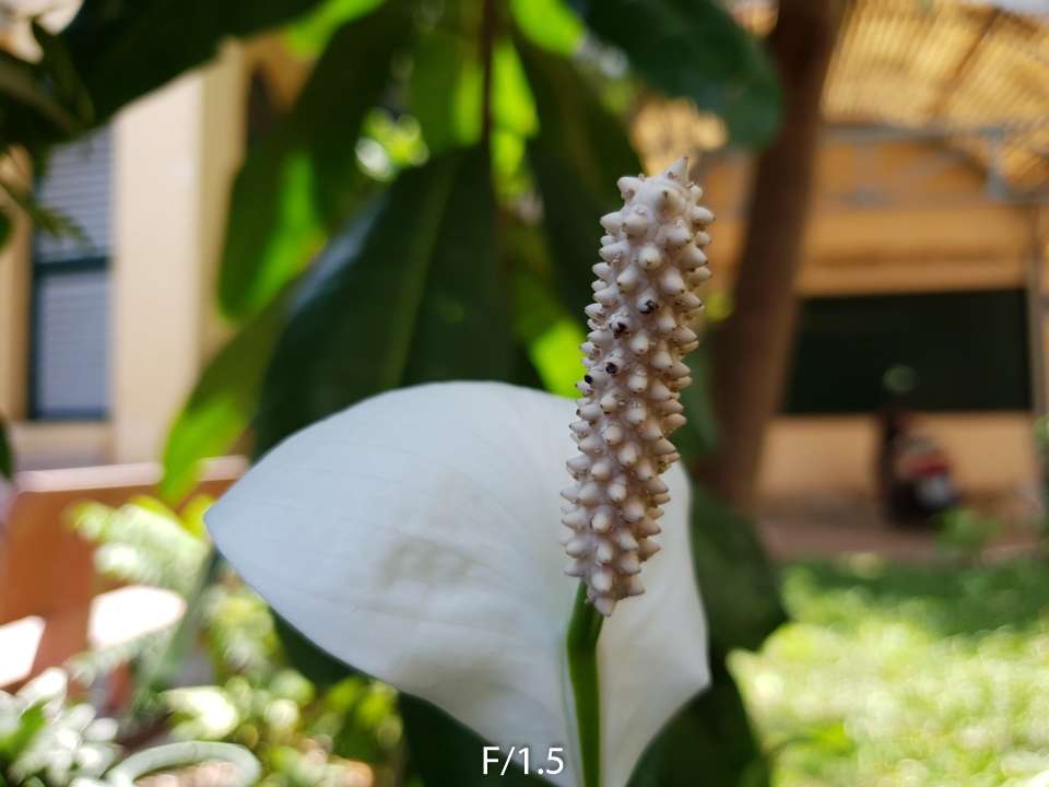 Trải nghiệm camera Galaxy S9 (ảnh 6)