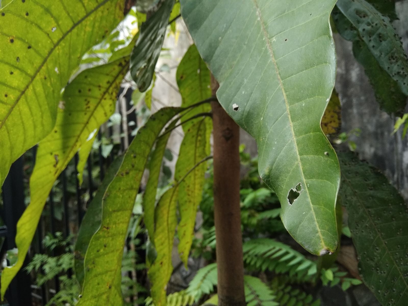 Wiko View XL màn hình Full View cháy hàng vì sao?