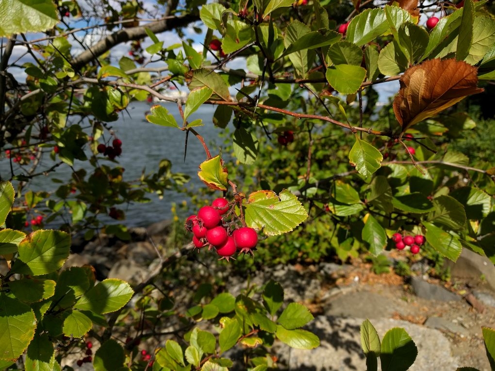 Đánh giá Huawei Nexus 6P