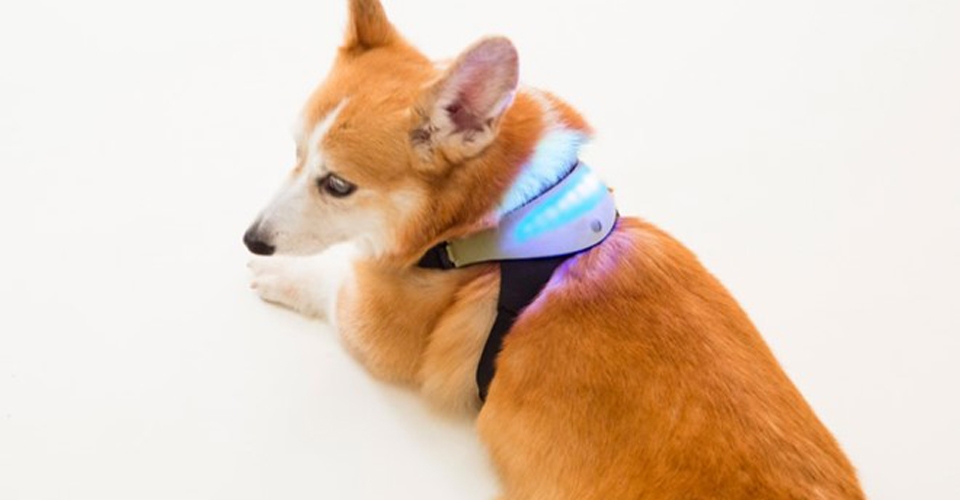 Thiết bị đeo Inupathy cho chó Thiết bị đeo Inupathy cho chó