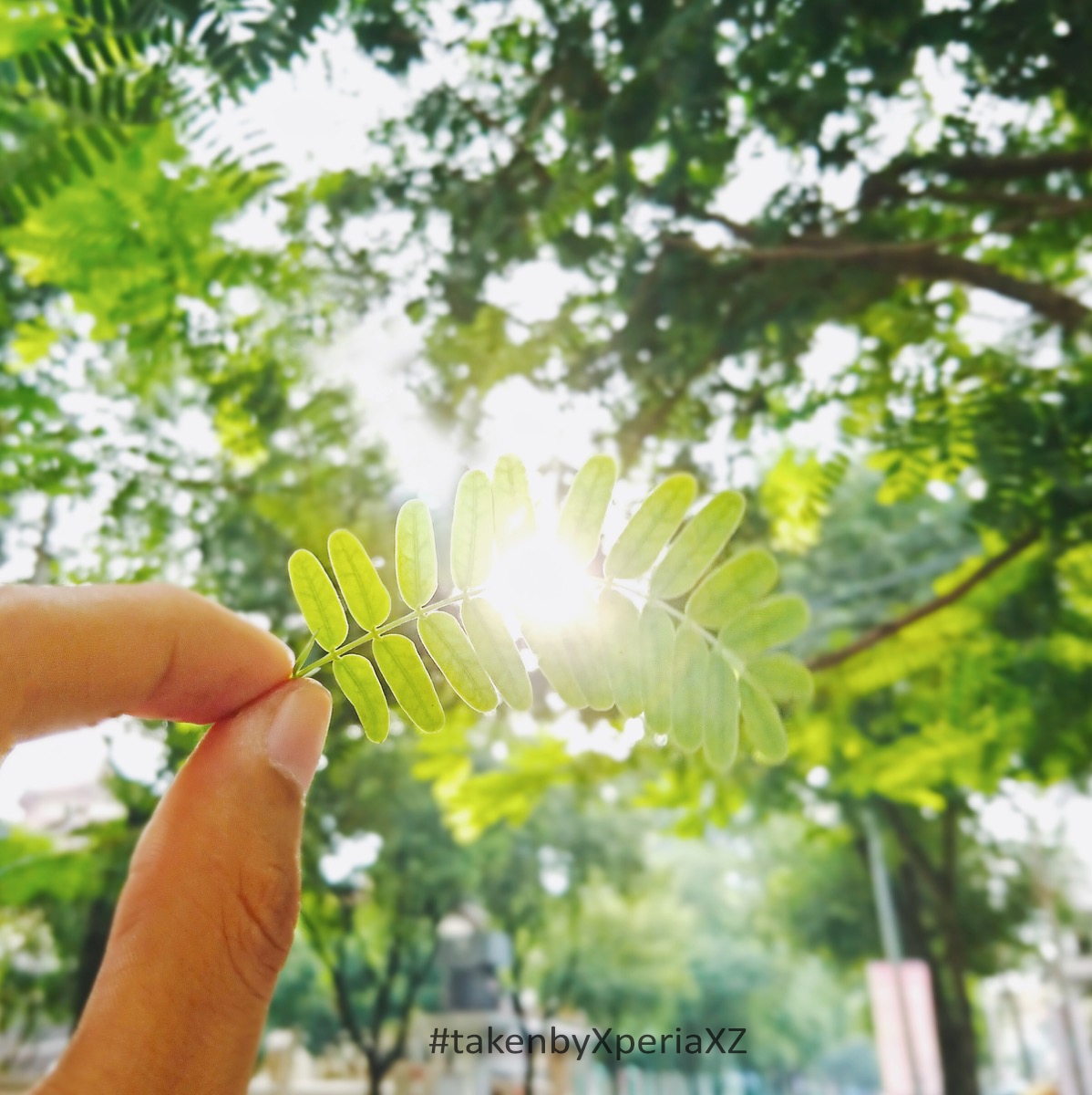 Bộ ảnh ấn tượng chụp từ camera Sony Xperia XZ