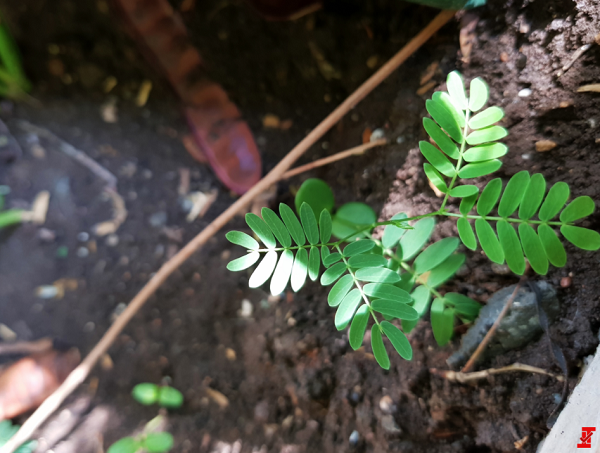 oneplus-5-len-ke-voi-camera-kep-co-kha-nang-chup-anh-vi-dieu-khong-kem-iphone-7-plus-55952