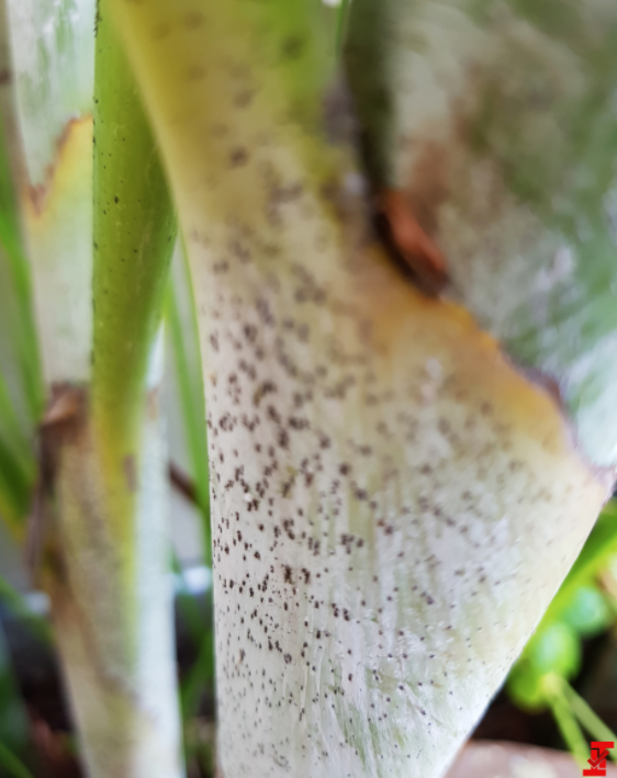 oneplus-5-len-ke-voi-camera-kep-co-kha-nang-chup-anh-vi-dieu-khong-kem-iphone-7-plus-55952