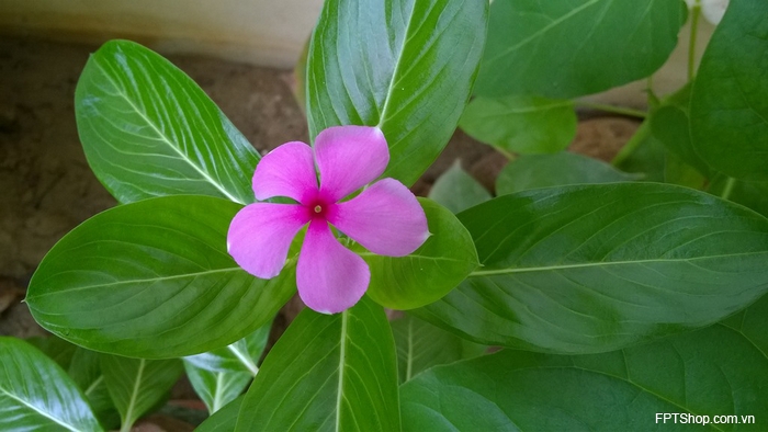 ảnh chụp từ camera Microsoft Lumia 540