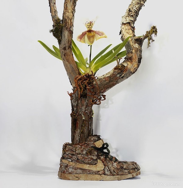 Bộ sưu tập giày từ cỏ cây