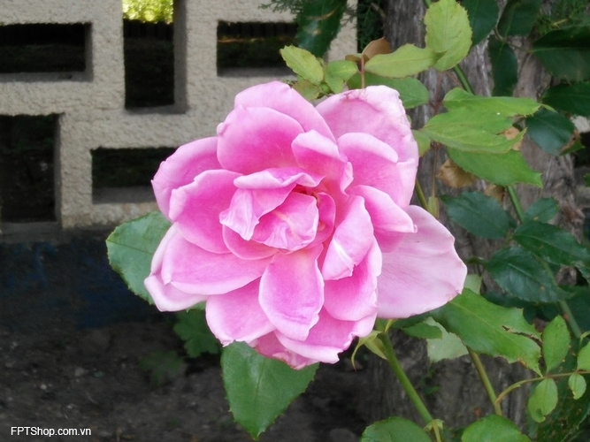 ảnh chụp từ camera Oppo R7