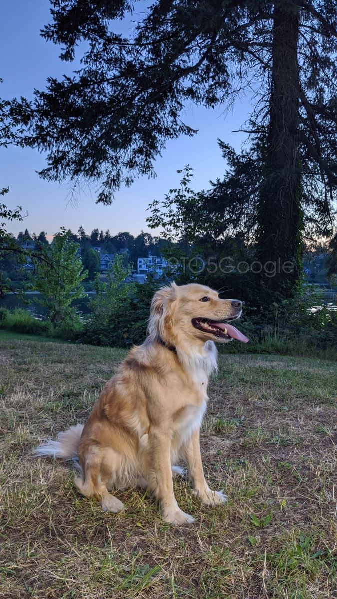 Ảnh chụp từ camera Pixel 4 (ảnh 6)