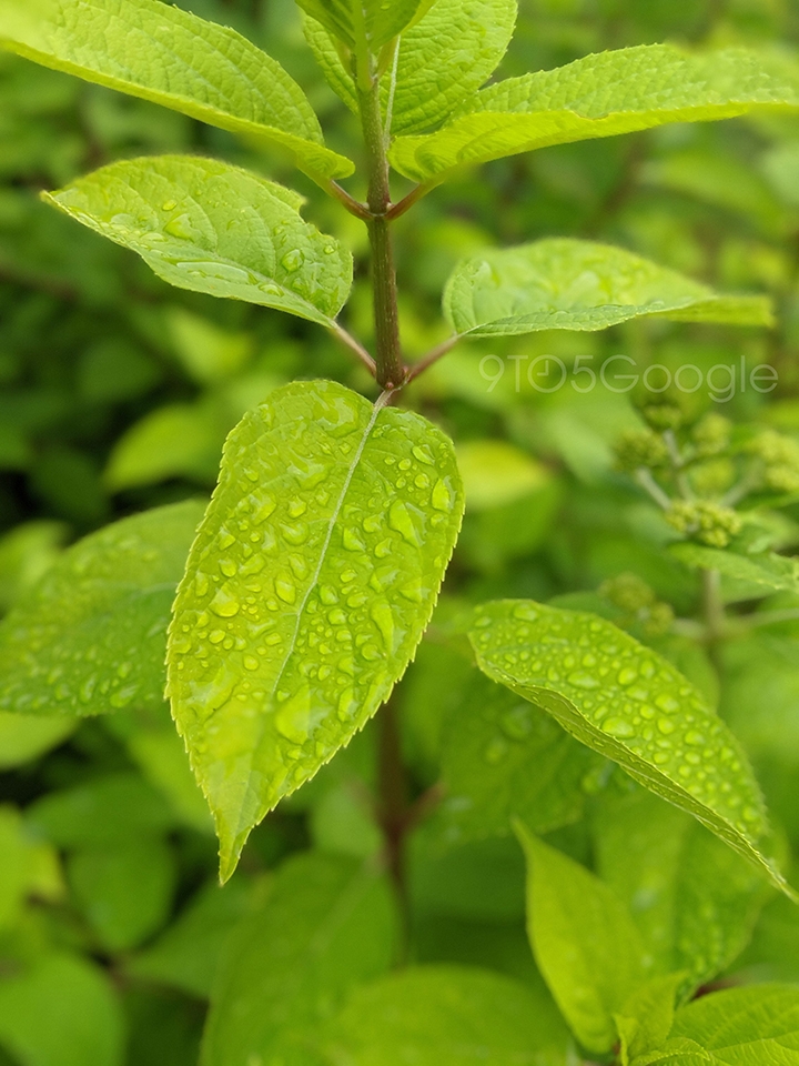 Ảnh chụp từ camera Pixel 4 (ảnh 13)