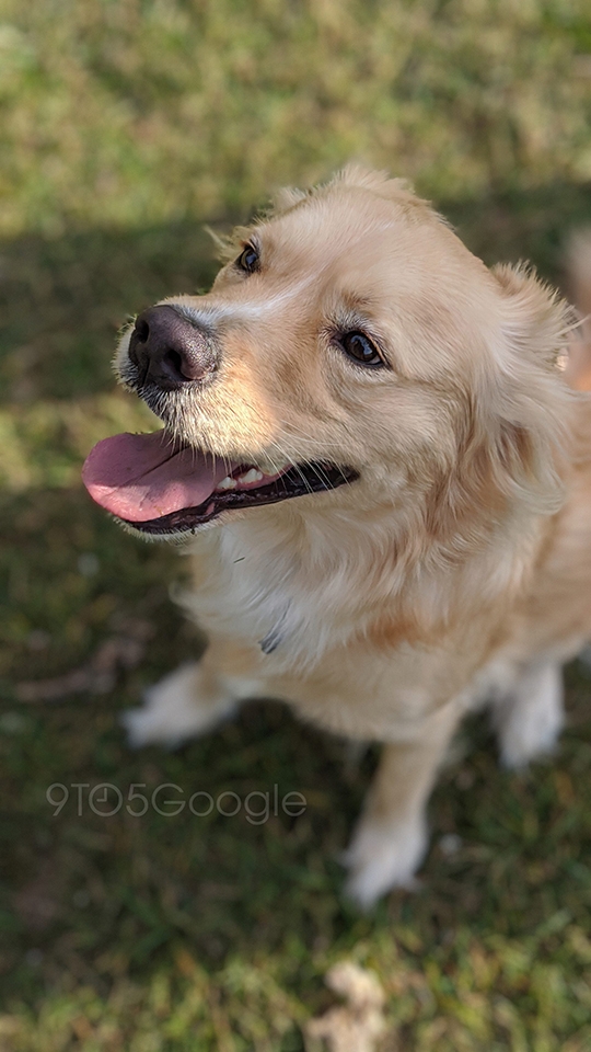 Ảnh chụp từ camera Pixel 4 (ảnh 4)