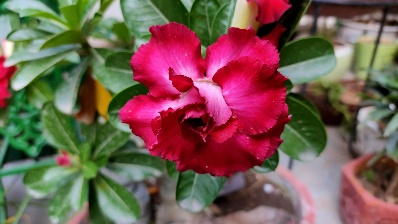 Realme 5 Pro