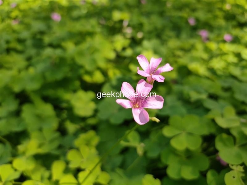 OPPO Reno Ace