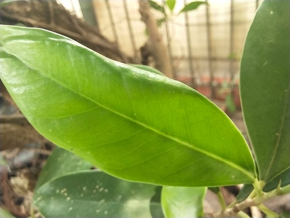 Vivo S1 Pro