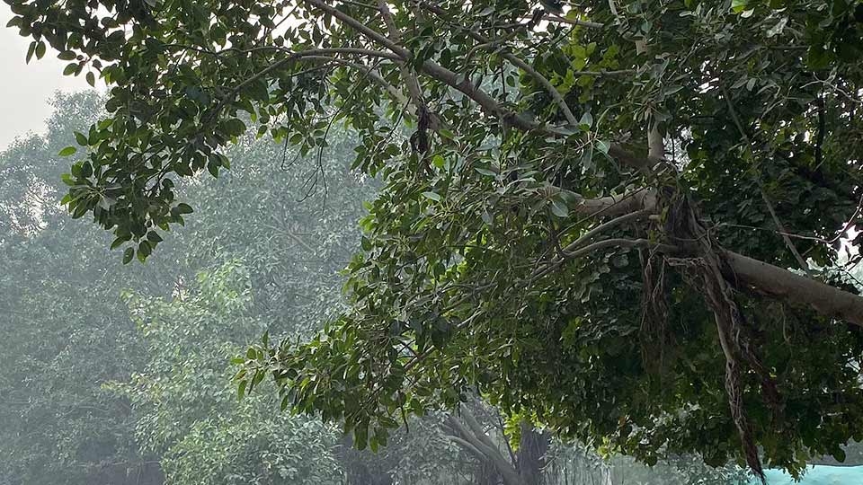 iPhone 11 vs iPhone XR