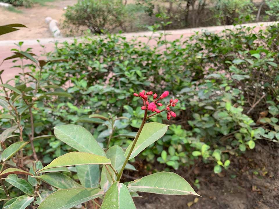 iPhone 11 vs iPhone XR