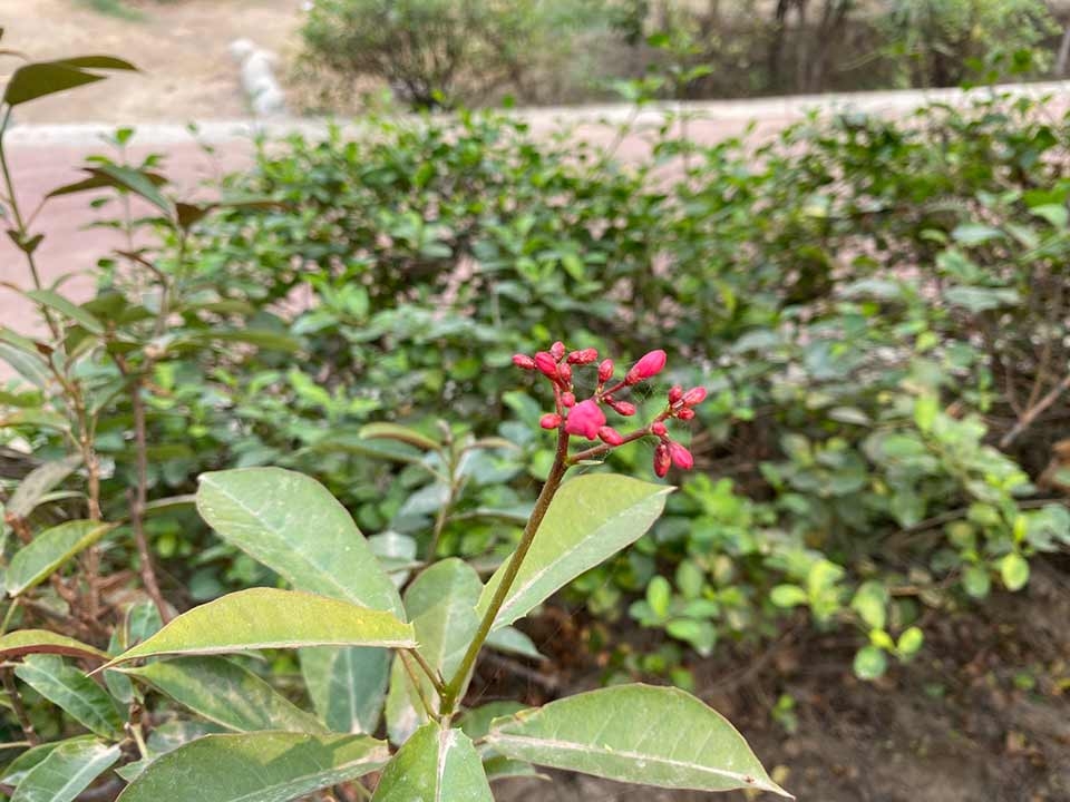 iPhone 11 vs iPhone XR