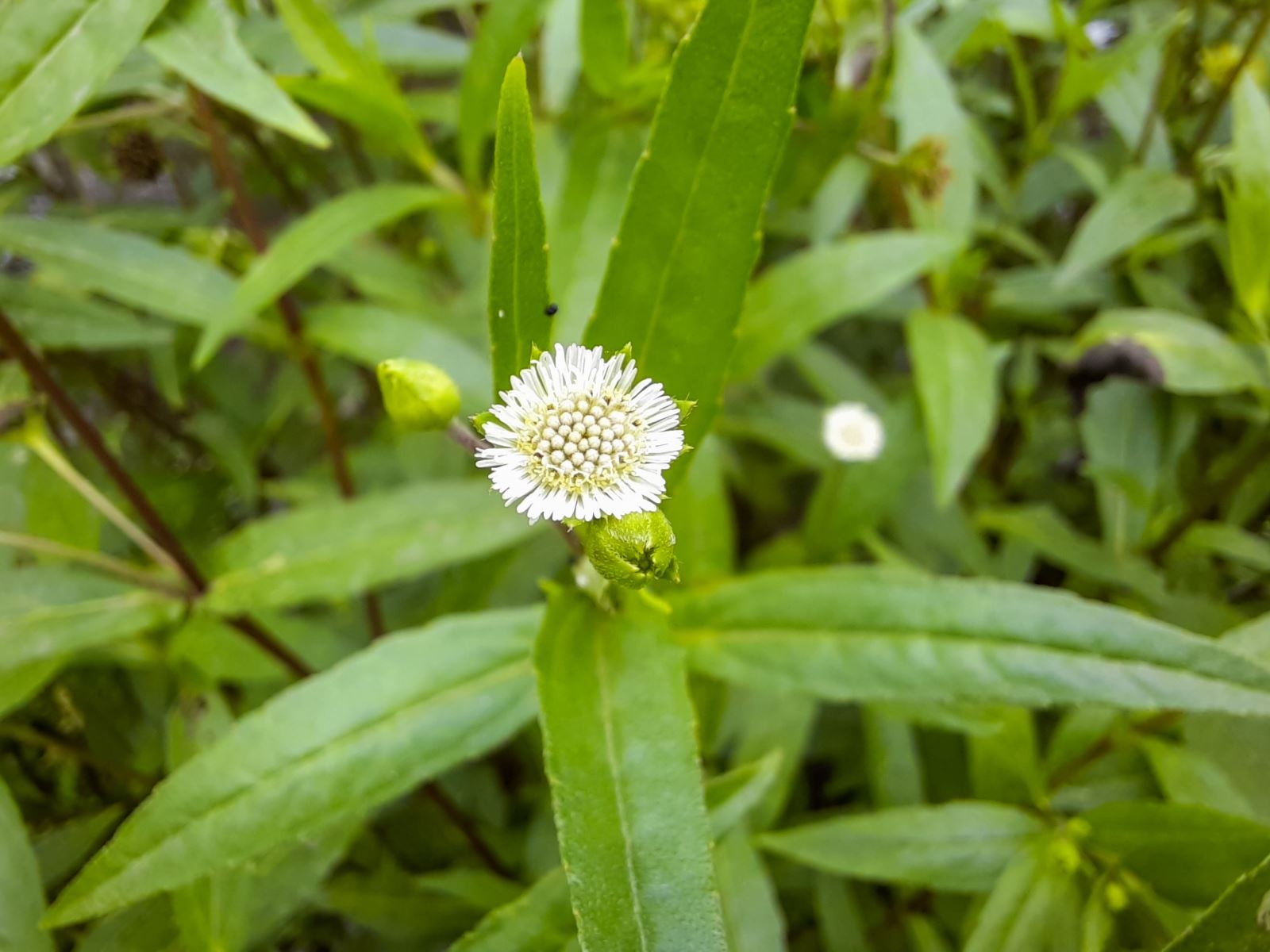 camera macro Samsung Galaxy A51