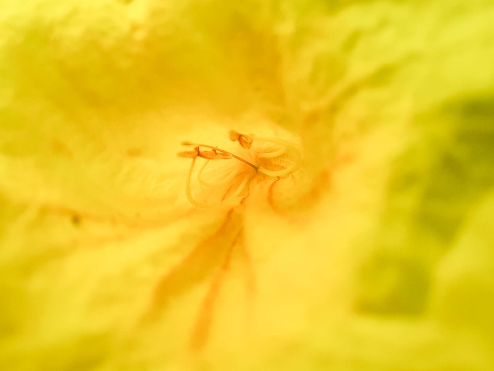 camera macro Samsung Galaxy A51