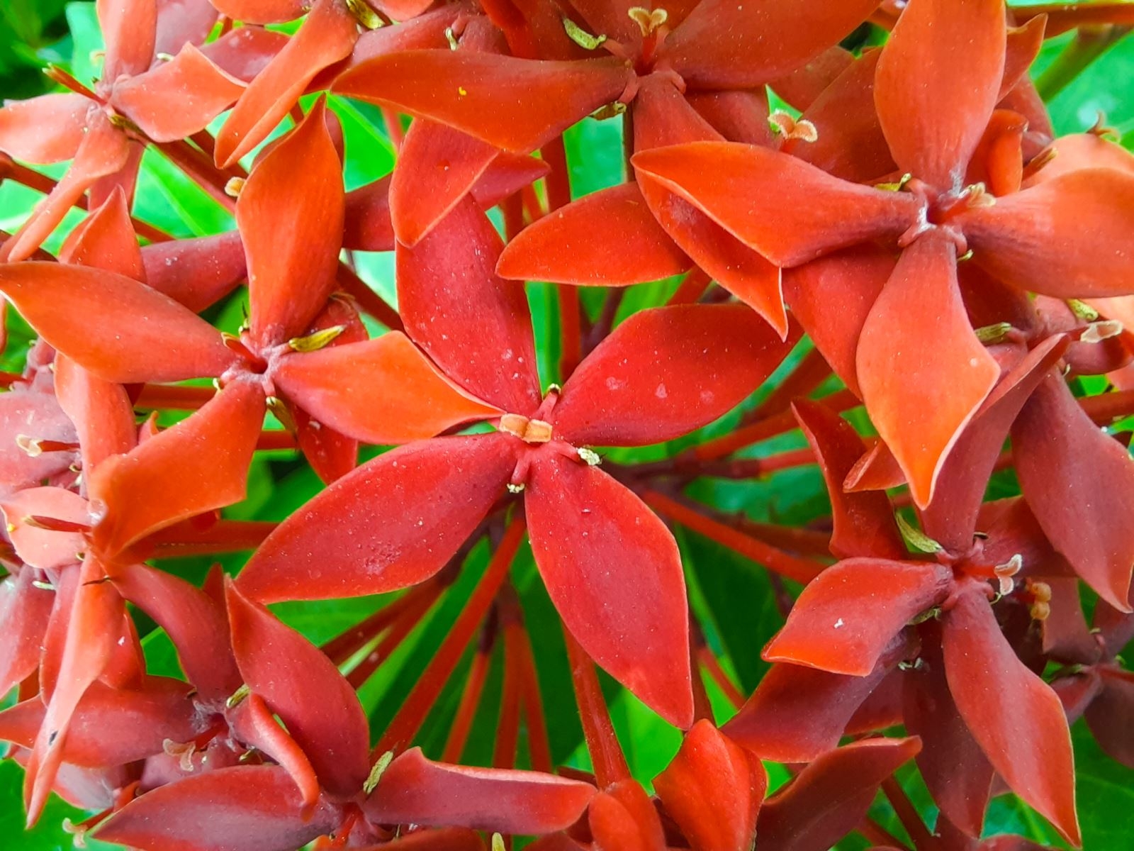 camera macro Samsung Galaxy A51