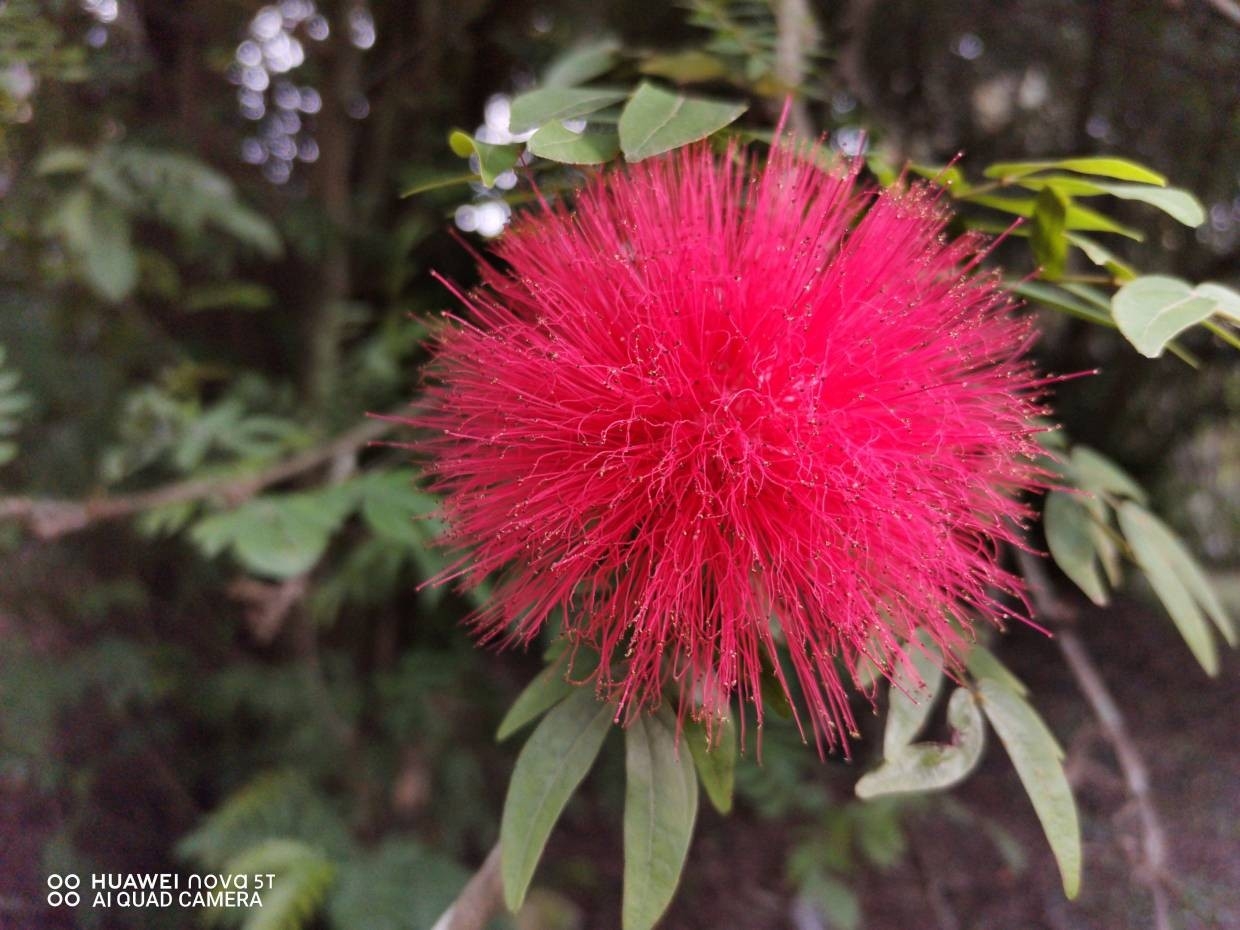 Huawei Nova 5T Huawei Nova 5T