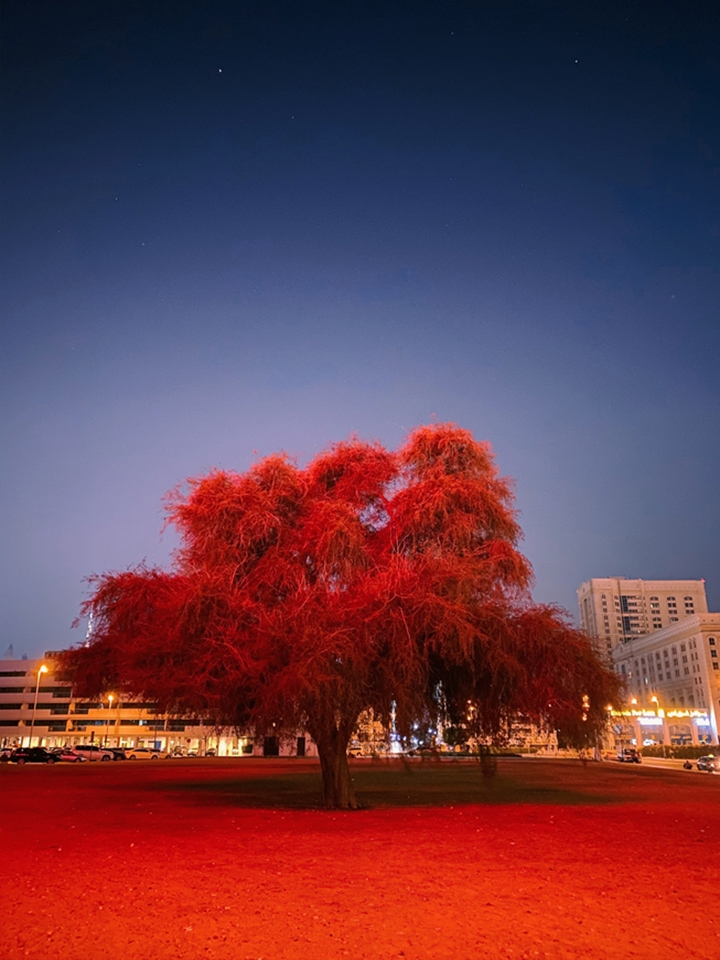 Apple công bó người chiếm thắng cuộc thi “iPhone 11 Night Mode Challenge” (ảnh 3) Apple công bó người chiếm thắng cuộc thi “iPhone 11 Night Mode Challenge” (ảnh 3)