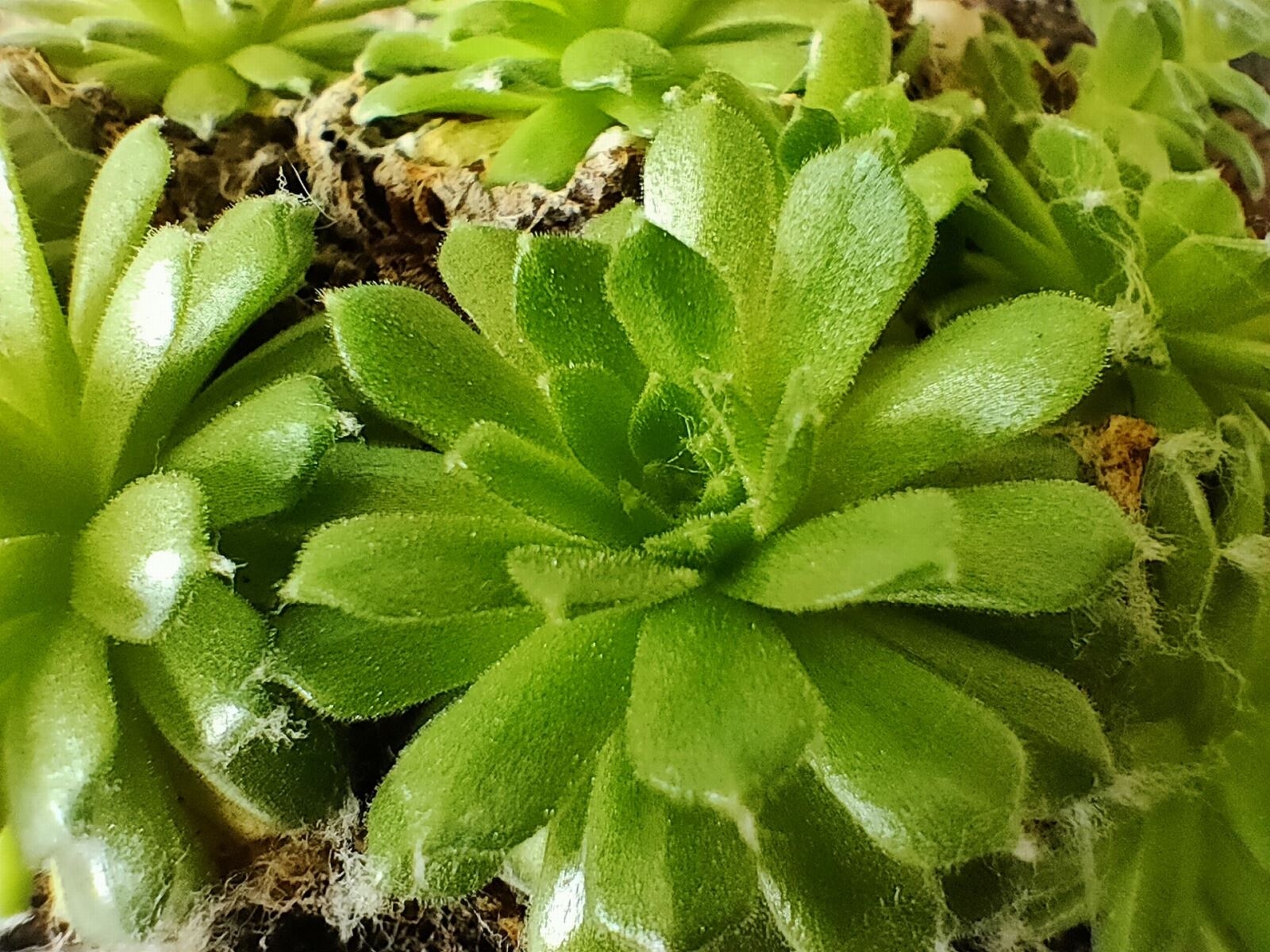 Đánh giá camera Realme 6 Pro: chụp ảnh đẹp, nhiều chế độ chụp