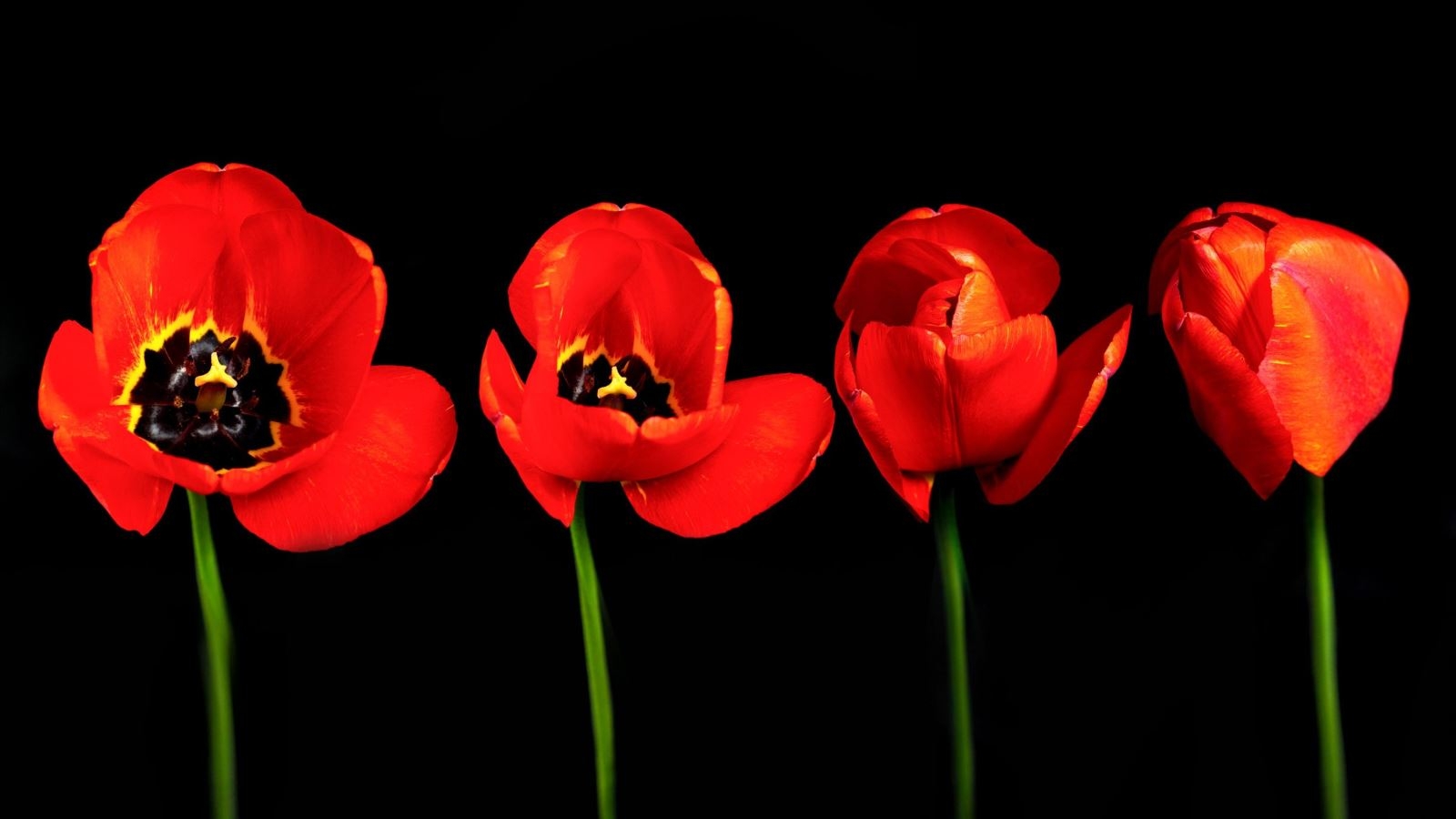 Kỹ thuật time-lapse là gì? Có lợi thế gì so với việc dựng video thông thường? 56