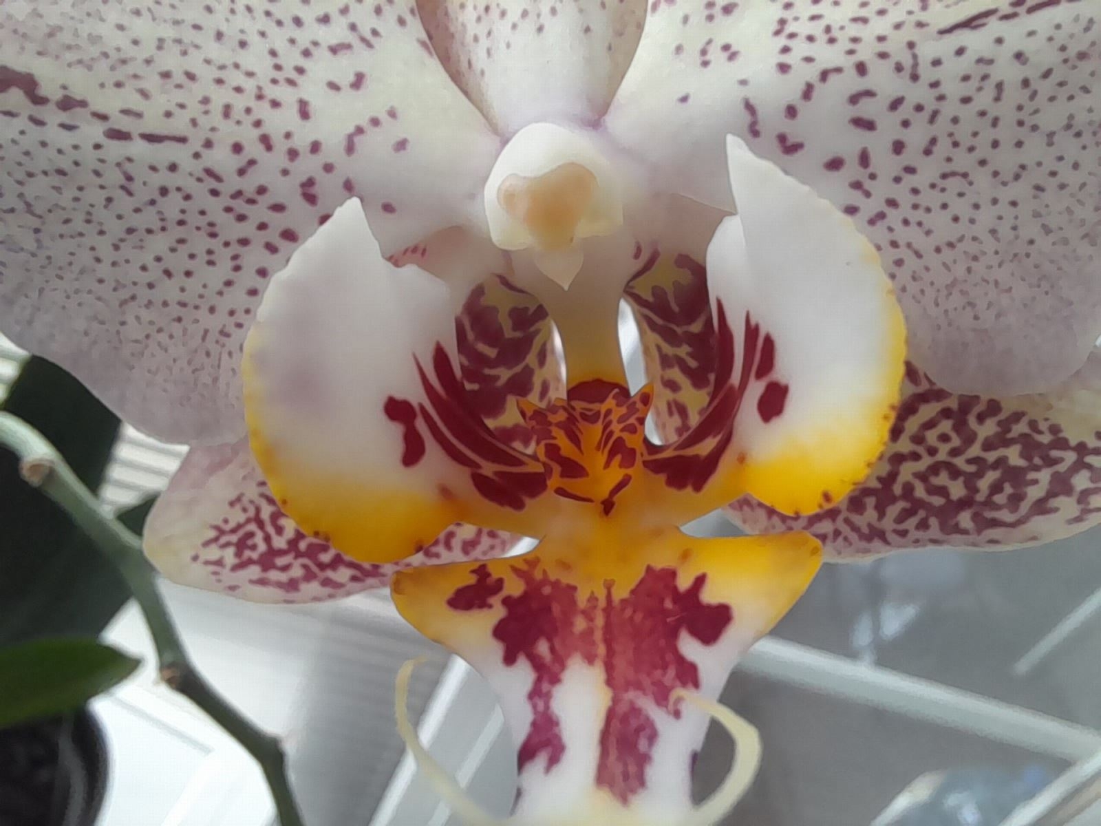 Đánh giá camera Samsung Galaxy A21s