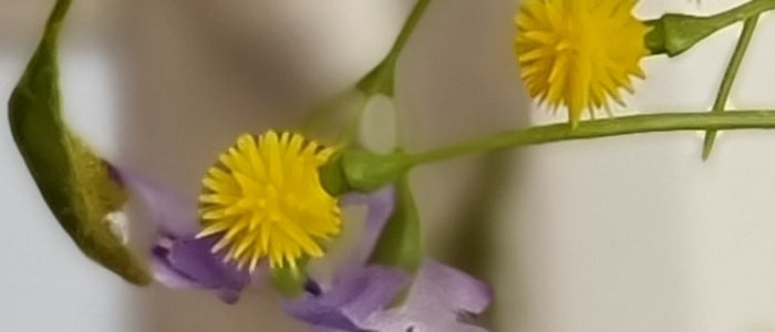 iPhone 12 Pro Max vs Galaxy S21 Ultra 32 iPhone 12 Pro Max vs Galaxy S21 Ultra 32