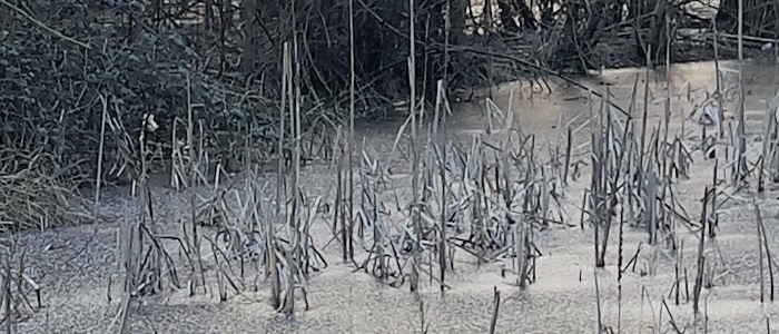 iPhone 12 Pro Max vs Galaxy S21 Ultra 04 iPhone 12 Pro Max vs Galaxy S21 Ultra 04