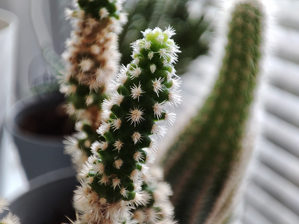 Chất lượng ảnh chụp cận cảnh Chất lượng ảnh chụp cận cảnh