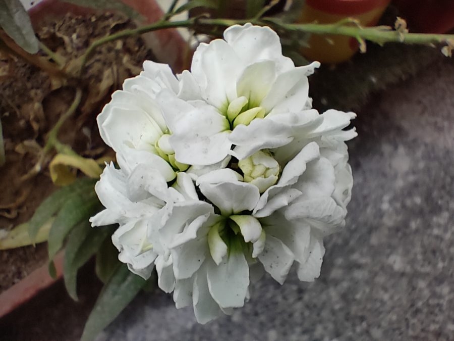 Realme 8 Pro